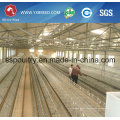 Poultry Farming Equipment Broiler Battery Cage